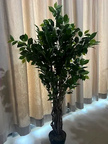 Tall artificial Ficus tree with braided trunk with Golden Planter