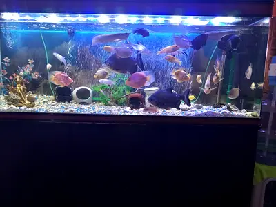 Aquarium