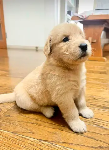 Male  Female Golden Retriever Puppies Available