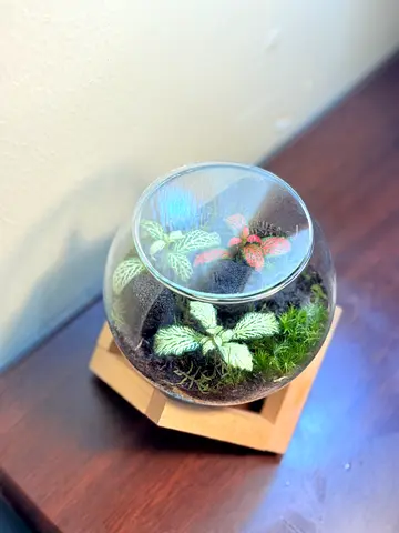 Glass terrarium with live Fittonia  moss and Springtails — ready indoor decor