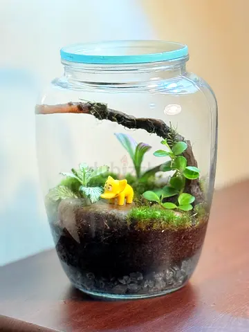 Glass jar terrarium with live plants and Springtails