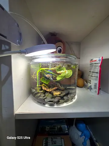 Aquarium with Live Plants and decoration with 6 fish.