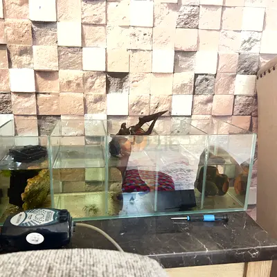 Beta tank fish breeding 5 partition Modern Aquarium Display