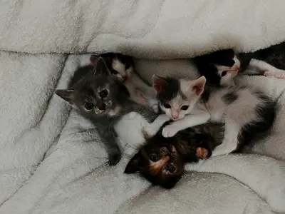 Kittens for adoption