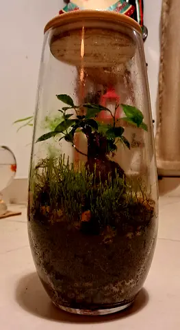 Terrarium
