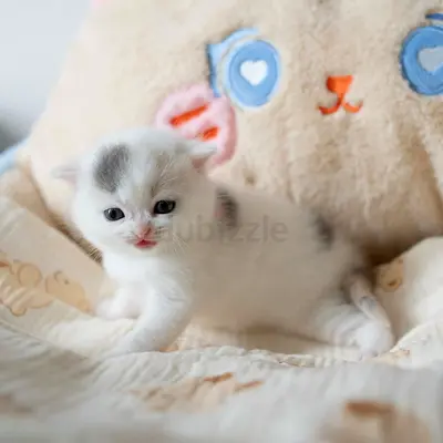 A Two Months Kitten.