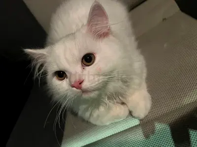 White long-haired cat looking for a loving home