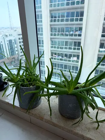 healthy aloe vera plants in grey pots