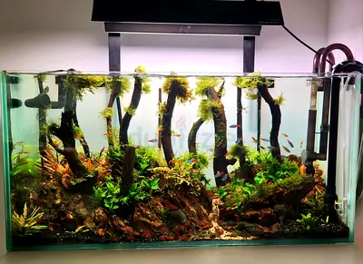 Chihiros Vivid 2 + Shades