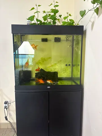My used aquarium kit with stand, filter and goldfish