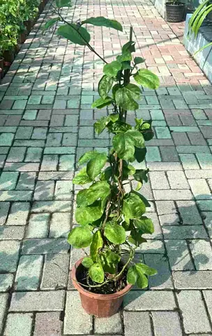 Healthy passion fruit with 1 fruit on it