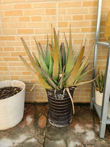 Beautiful Aloe Vera Plant in Decorative Pot