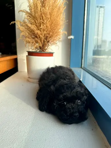 Toy Maltipoo puppy