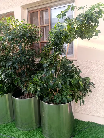 Indoor plants, Marbad , Masafi