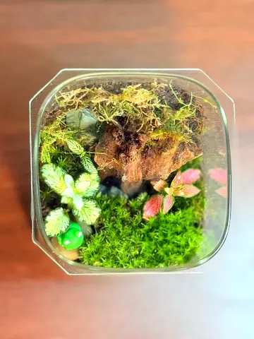 Glass Moss Terrarium with live plants and springtails.. Miniature Scene - Ready to Display