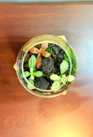 Glass terrarium with live Fittonia  moss and Springtails — ready indoor decor..