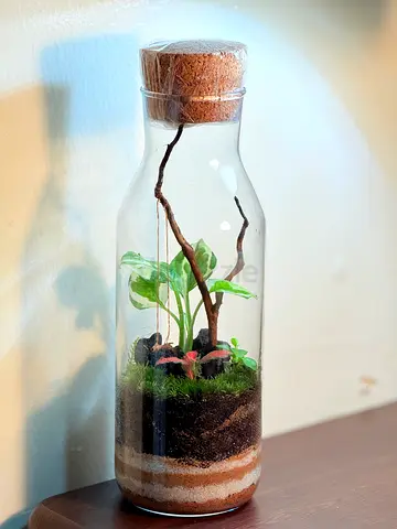 Handmade closed cork-bottle terrarium with live plants and springtails.