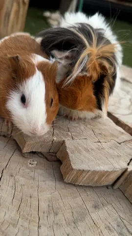 female and male gunnia pigs