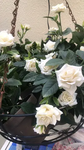 Hanging Basket with White Roses - Ready to Hang