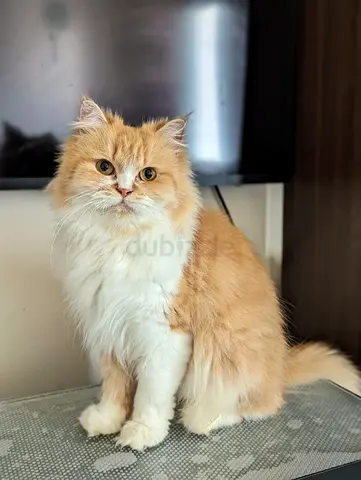 Persian Angora Female cate for free adoption