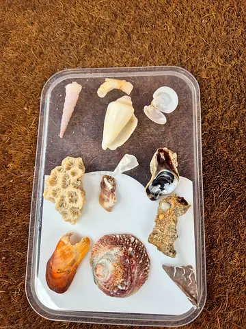 Seashells 2pc from lot