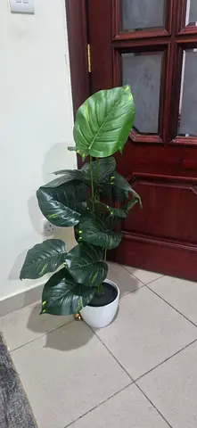 Plant with Pot