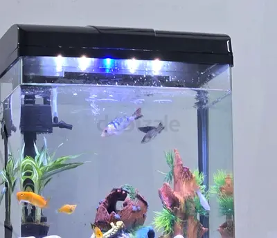 Aquarium for sale
