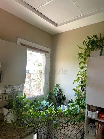 Collection of  4 money plants