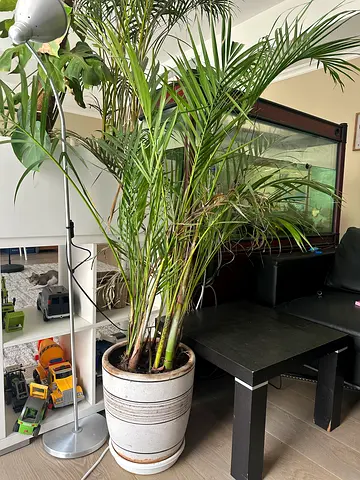Large indoor palm with decorative pot
