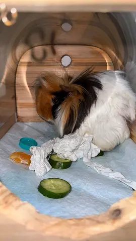 Rehoming my long-haired guinea pig — friendly and tame cage only not gunnia pigs