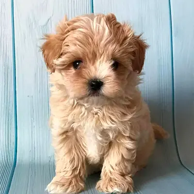 Adorable Maltipoo puppies