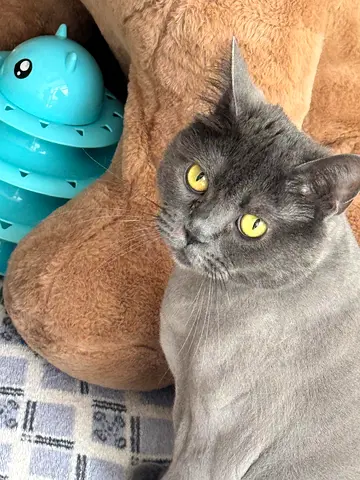 British shorthair cat for free adoption