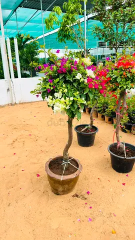Elegant Bougainvillea Tree in Decorative Pot