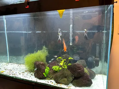 🔥 200L Fully Equipped Aquarium Setup – Premium Fish Included 🔥