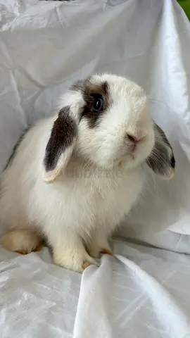 rabbits pure lop with viina marke