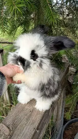 beautiful rabbits pure