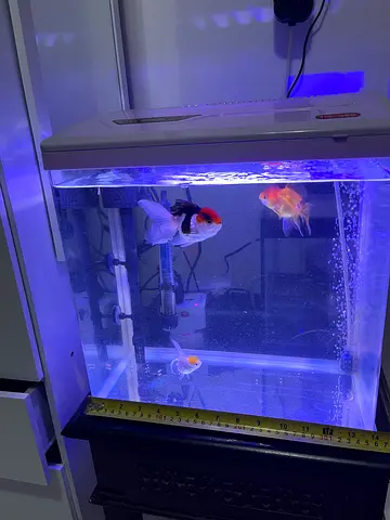 Fish Aquarium For Sale