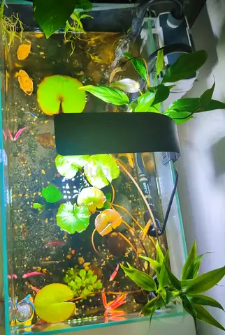Freshwater Aquarium with Live Plants and LED Light