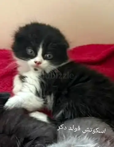 Adorable Kittens Up for Adoption