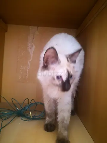 القراين النوف و٢ الشارقة