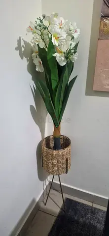 Plant with Stand