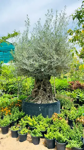 Beautiful Olive Tree with Lush Greenery