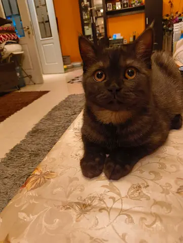 قط ذكر بريتش للجادين محبين القطط