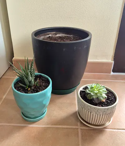 Set of 3 indoor planters with succulents