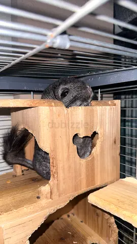 Chinchilla for rehoming with wooden house