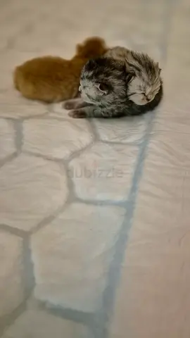 Scottish Fold Kittens 🐱