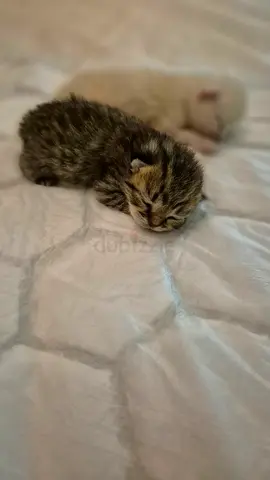 Scottish Fold Kittens 🐱