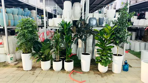 Collection of Indoor Potted Plants