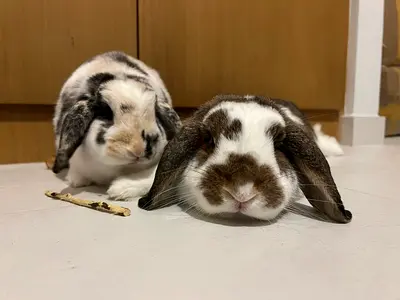 Two rabbits (holland minilops, 4,5 years old)  - For free adoption