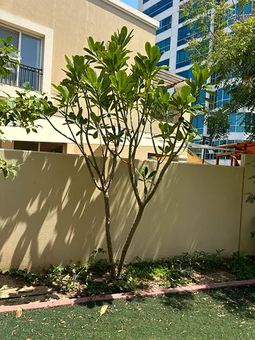 5 Plumeria (Frangipani) tree